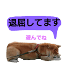 豆柴犬の日常会話（個別スタンプ：4）