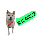 豆柴犬の日常会話（個別スタンプ：5）