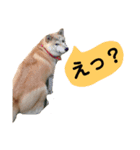 豆柴犬の日常会話（個別スタンプ：7）