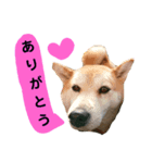 豆柴犬の日常会話（個別スタンプ：8）