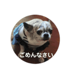 番犬プリンのスタンプだよ（個別スタンプ：3）