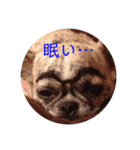 番犬プリンのスタンプだよ（個別スタンプ：5）