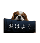 まろろんスタンプ（個別スタンプ：4）