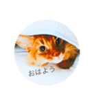 猫すたんぷ1（個別スタンプ：1）