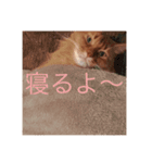 猫すたんぷ1（個別スタンプ：4）