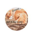 猫すたんぷ1（個別スタンプ：5）