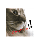 猫すたんぷ1（個別スタンプ：7）