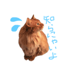 猫すたんぷ1（個別スタンプ：8）