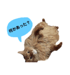 うちの猫スタンプ2（個別スタンプ：3）
