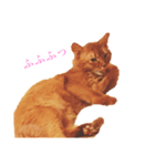 うちの猫スタンプ2（個別スタンプ：6）