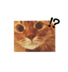うちの猫スタンプ2（個別スタンプ：7）