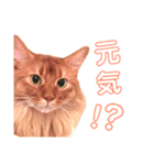 猫すたんぷ3（個別スタンプ：1）