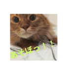 猫すたんぷ3（個別スタンプ：2）