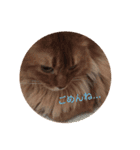 猫すたんぷ3（個別スタンプ：3）