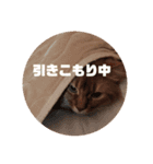 猫すたんぷ3（個別スタンプ：6）