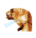 猫すたんぷ3（個別スタンプ：8）