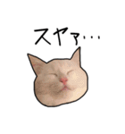 ハク時々お友達（個別スタンプ：3）