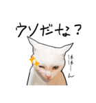 ハク時々お友達（個別スタンプ：19）