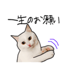 ハク時々お友達（個別スタンプ：33）