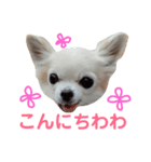 Chihuahua(チワワ)のお返事スタンプ（個別スタンプ：1）