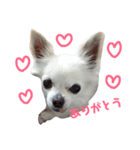 Chihuahua(チワワ)のお返事スタンプ（個別スタンプ：2）