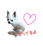 Chihuahua(チワワ)のお返事スタンプ（個別スタンプ：3）