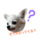 Chihuahua(チワワ)のお返事スタンプ（個別スタンプ：4）