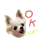 Chihuahua(チワワ)のお返事スタンプ（個別スタンプ：5）