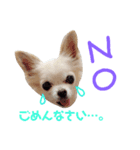 Chihuahua(チワワ)のお返事スタンプ（個別スタンプ：6）