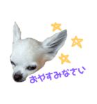 Chihuahua(チワワ)のお返事スタンプ（個別スタンプ：7）