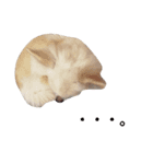 Chihuahua(チワワ)のお返事スタンプ（個別スタンプ：8）