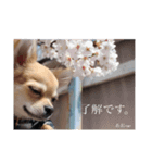 あおピン‎。（個別スタンプ：1）