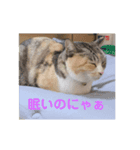 ネコ時々ウサギ（個別スタンプ：5）