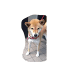 Wai Wai nosuke（個別スタンプ：8）