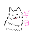 はかせスピッツ可愛い（個別スタンプ：8）