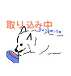 はかせスピッツ可愛い（個別スタンプ：13）