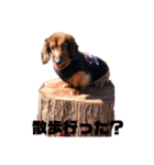 我が家のワンズ達（個別スタンプ：4）