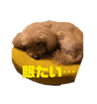 我が家のワンズ達（個別スタンプ：7）