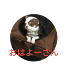 よかにせどんチクワスタンプ（個別スタンプ：1）