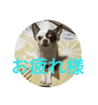 よかにせどんチクワスタンプ（個別スタンプ：3）