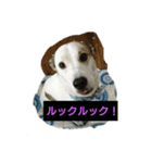 パピコと申します（個別スタンプ：1）