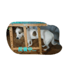 パピコと申します（個別スタンプ：4）