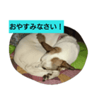 パピコと申します（個別スタンプ：5）