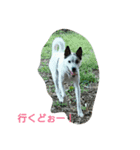 パピコと申します（個別スタンプ：7）