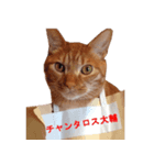 チャンくん（個別スタンプ：1）