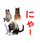 チャンくん（個別スタンプ：8）