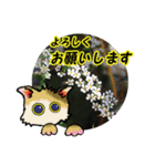 花猫2-お願いと了解（個別スタンプ：2）