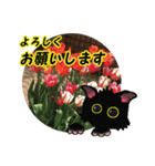 花猫2-お願いと了解（個別スタンプ：3）