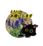 花猫2-お願いと了解（個別スタンプ：4）