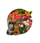 花猫2-お願いと了解（個別スタンプ：5）